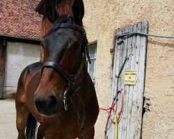 dressage horse Wallach von Romancier (Oldenburg, 2010, from Romancier)