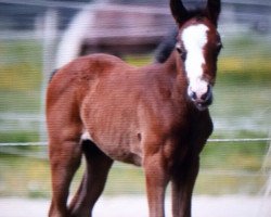 dressage horse Stute von FS Don't Worry / Nortenjo (German Riding Pony, 2015, from FS Don't Worry)