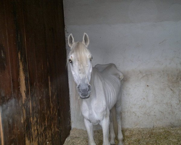 horse Om El Pashaa ox (Arabian thoroughbred, 1993, from Estopasan ox AHR 339149)