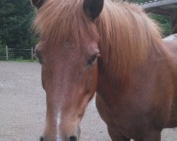 broodmare Ida fra Stadartungu (Iceland Horse, 1988, from Fengur fra Reykjavik)