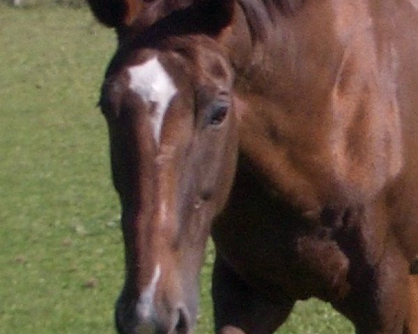 horse Paloma VII CH (Swiss Warmblood, 1987, from Kolyma IV)