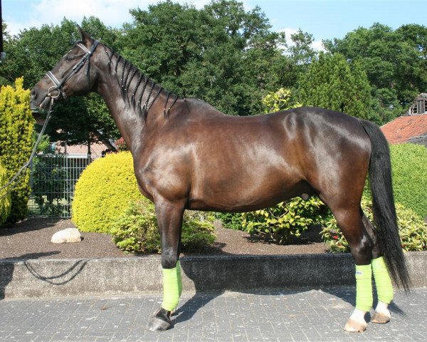 horse Rolex (Rhinelander, 1998, from Rheinblick)