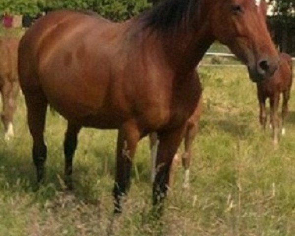 horse Dagmar (Hanoverian, 2007, from Damsey FRH)