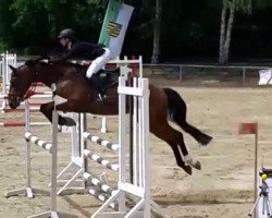 jumper Quaidy (Hanoverian, 2009, from FRH Quaid)