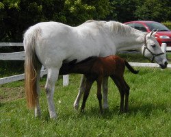 broodmare Athea xx (Thoroughbred, 1989, from Kadrou xx)