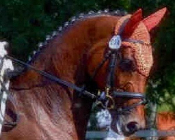 dressage horse Aquilia H (German Warmblood, 2003, from Graf Faedo)