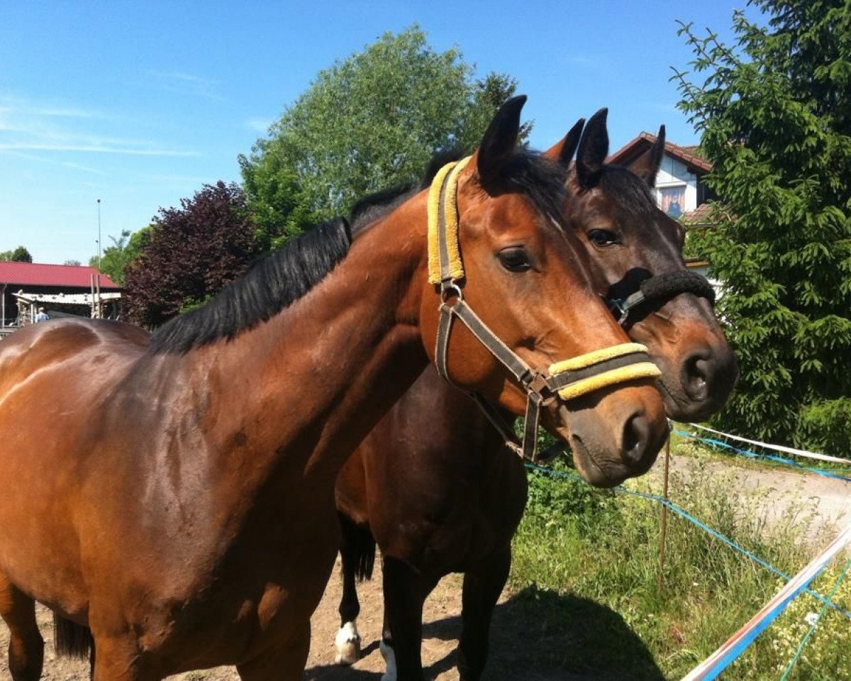 broodmare Sarina 275 (German Sport Horse, 2010, from Long Island Z)