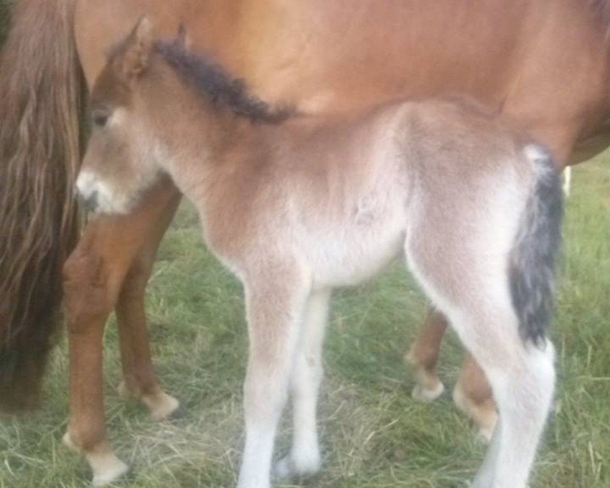horse Atréju Jarpur von Burgholz (Iceland Horse, 2015)