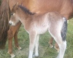 horse Atréju Jarpur von Burgholz (Iceland Horse, 2015)