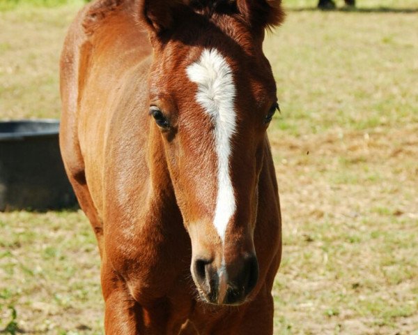 jumper Carinos (German Sport Horse, 2015, from Cassoulet)