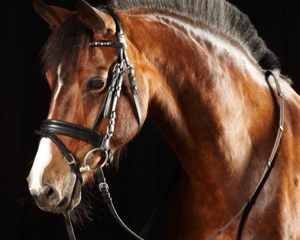 dressage horse Mercie 119 (German Riding Pony, 2000, from Moraco)