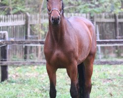 Springpferd Crazy Caty (Deutsches Reitpferd, 2008, von Claudio's Son)