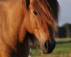 horse Adam vom Heidehof (Iceland Horse, 2003, from Saer fra Naustum)