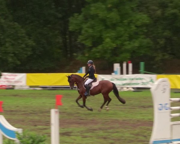 Reitturnier Pasewalk 2020