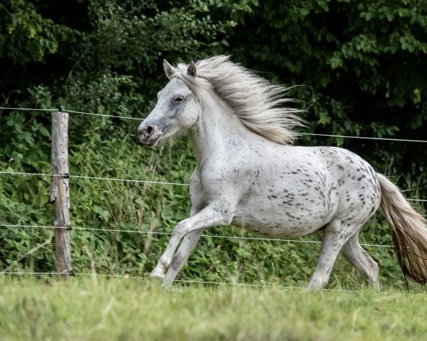 broodmare Kirchweihtals Samira (Dt.Part-bred Shetland pony, 2019, from Kirchweihtal's Apache)