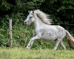 Zuchtstute Kirchweihtals Samira (Dt.Part-bred Shetland Pony, 2019, von Kirchweihtal's Apache)