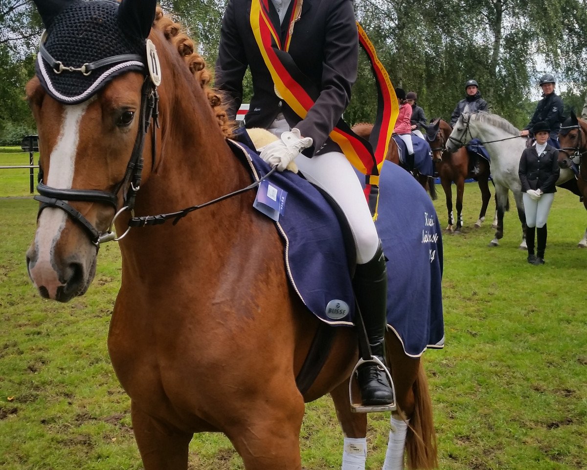 Dressurpferd Bella Diva RH (Westfale, 2009, von Beltoni)