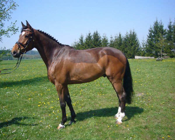 Dressurpferd Proletto (Bayer, 2006)