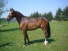 dressage horse Proletto (Bavarian, 2006)