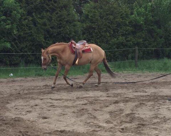 horse Codys Lady Eldorado (Quarter Horse, 2007)