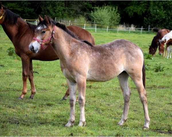 horse Appaloosa Jährling (Appaloosa, 2014)