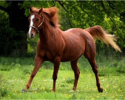 Pferd Goldis Sugar Girl (Quarter Horse, 2006)