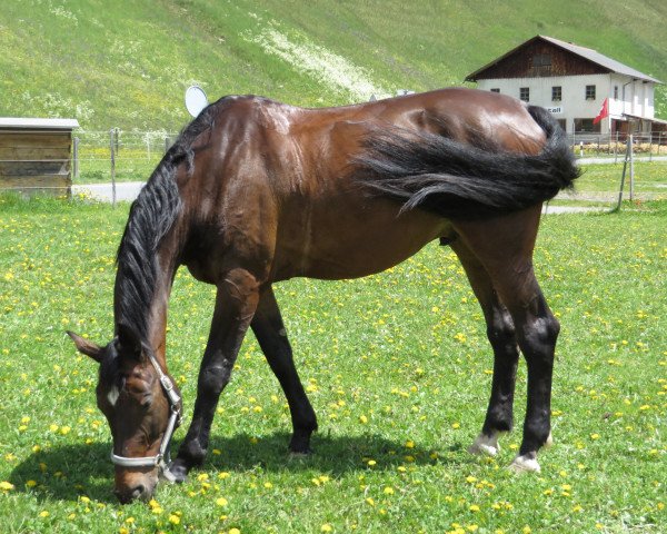 Pferd Calisto-Boy (Württemberger, 1997, von Campari M)