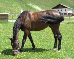 horse Calisto-Boy (Württemberger, 1997, from Campari M)