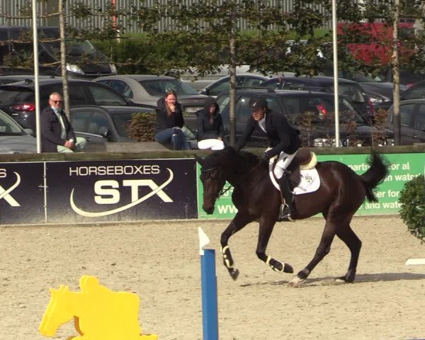 Belgisch Kampioenschap 4-5 Jarigen Paarden