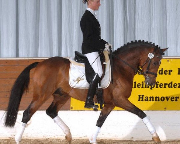 dressage horse Top Nicoletto (German Riding Pony, 2004, from Nantano)