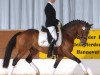 dressage horse Top Nicoletto (German Riding Pony, 2004, from Nantano)