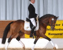 Dressurpferd Top Nicoletto (Deutsches Reitpony, 2004, von Nantano)