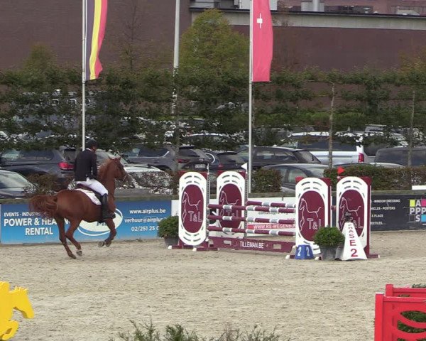 Belgisch Kampioenschap 4-5 Jarigen Paarden