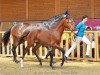 dressage horse Lord Lysharó (German Sport Horse, 2014, from Lyjanero)