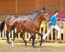 dressage horse Lord Lysharó (German Sport Horse, 2014, from Lyjanero)