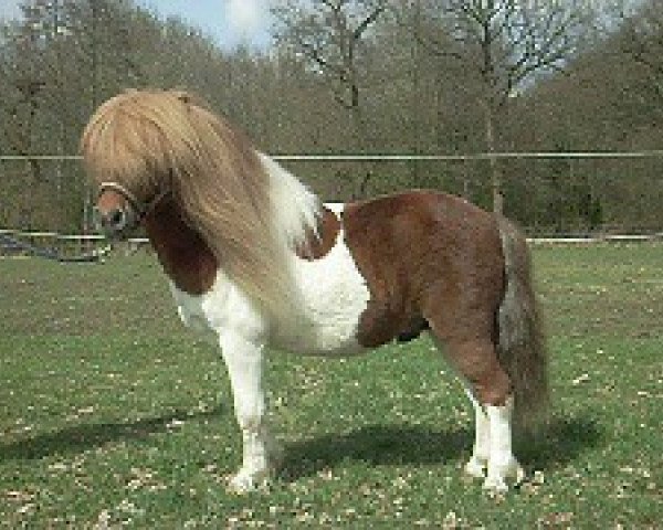 stallion Friedinkas Ole (Shetland Pony, 2004, from Obelix v. Hoeve Eelwerd)