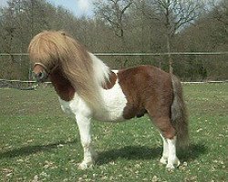 stallion Friedinkas Ole (Shetland Pony, 2004, from Obelix v. Hoeve Eelwerd)