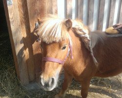 Pferd Felix (Shetland Pony (unter 87 cm), 2011)