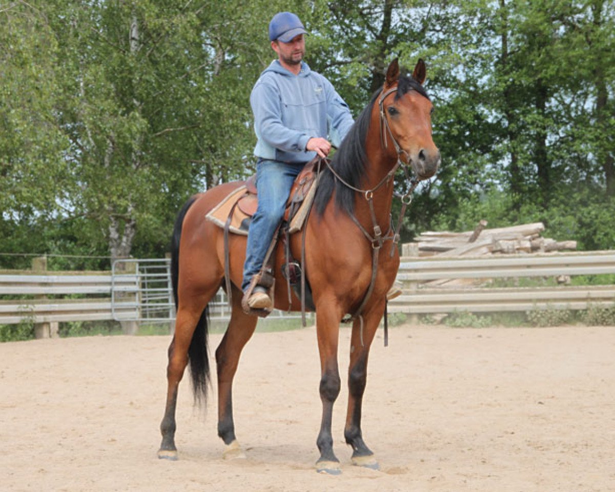 horse Drzewiec (Arabian purebred, 2011, from Wachlarz ox)