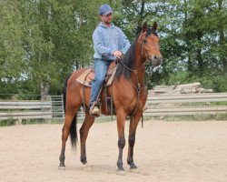 horse Drzewiec (Arabian thoroughbred, 2011, from Wachlarz ox)