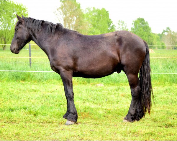 horse Aragon (Friesian-Mix, 2012)