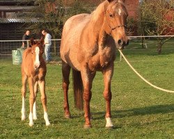 Pferd Stute von Dressed By Red (Quarter Horse, 2015)