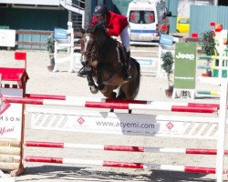 broodmare Wauv (KWPN (Royal Dutch Sporthorse), 2003, from Celano)