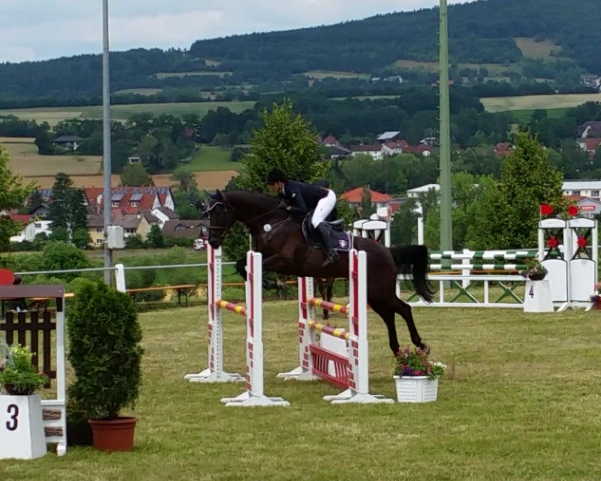 Springpferd Maximus 76 (Deutsches Sportpferd, 2008, von Mill Reef)