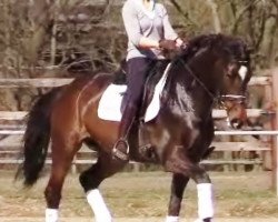 dressage horse Quadriga's San Fabia (Rhinelander, 2008, from San Amour I)