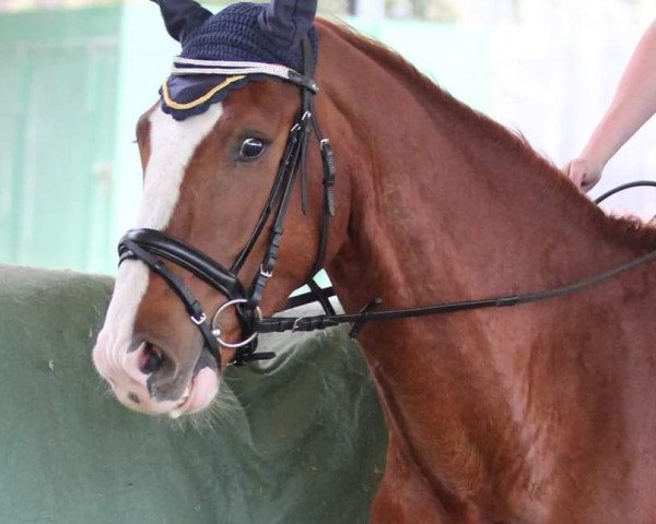 dressage horse Quantro Fino (Hanoverian, 2012, from Quaterhall)