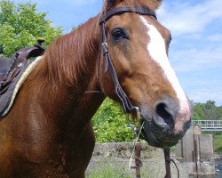 Pferd Anne (Brandenburger, 1993, von Akrolith)