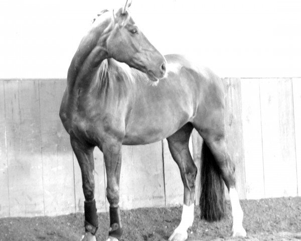 horse Rubinio (German Sport Horse, 2007, from Relius)