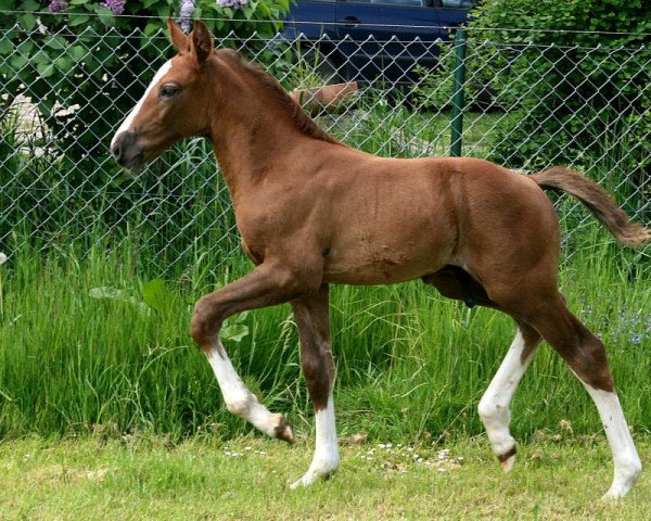 Springpferd Milord (Mecklenburger, 2015, von Mylord Quidam Z)