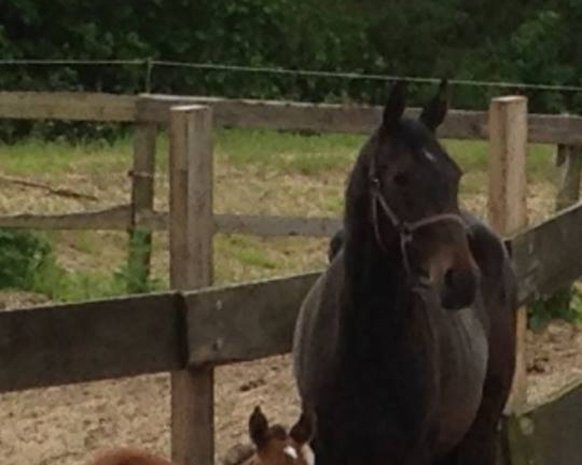 broodmare MPS Sweet Funky (German Sport Horse, 2012, from Semper Fi)